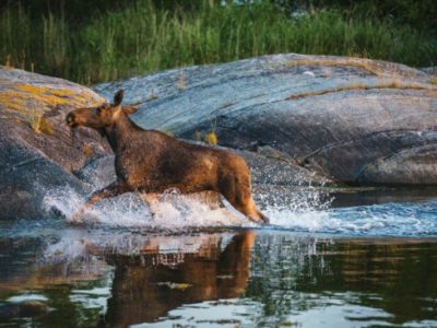 Avond Wildlife Safari nabij Stockholm