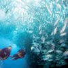 PADI Advanced Open Water Gran Canaria