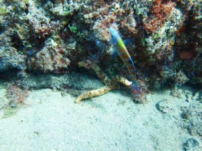 PADI Scuba Diver Lanzarote