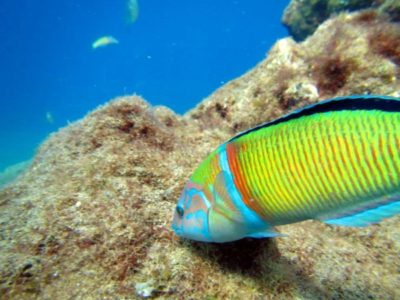 PADI Open Water Lanzarote