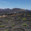 Wandeltocht La Geria met gids Lanzarote