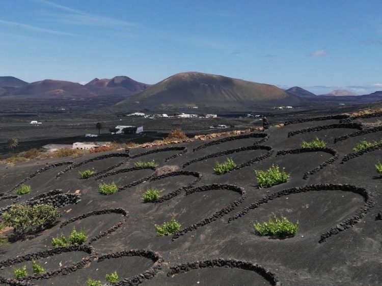 Wandeltocht La Geria met gids Lanzarote