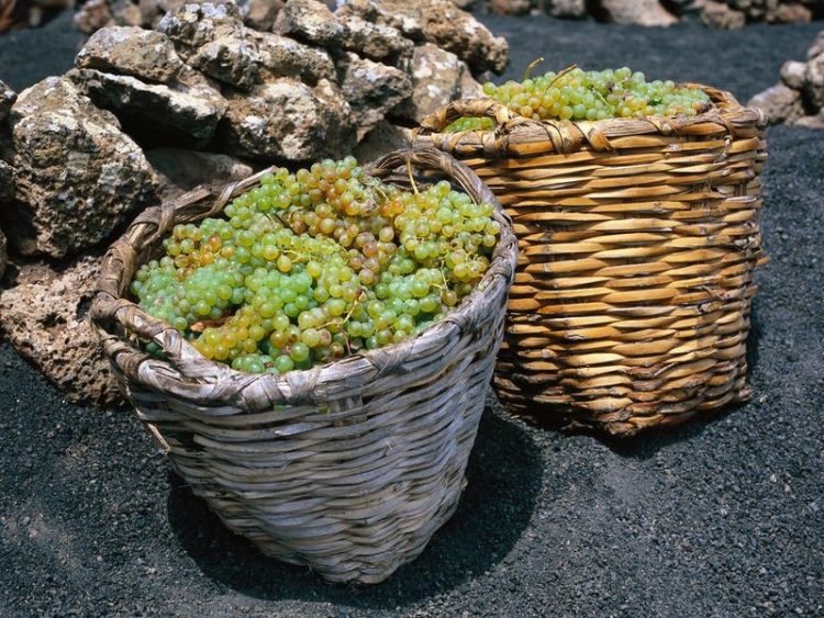 Wandeltocht La Geria met gids Lanzarote