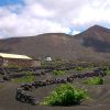 Wandeltocht La Geria met gids Lanzarote