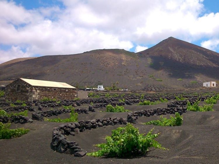 Wandeltocht La Geria met gids Lanzarote