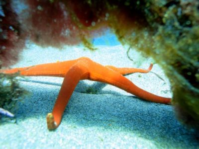 PADI Introductieduik Lanzarote