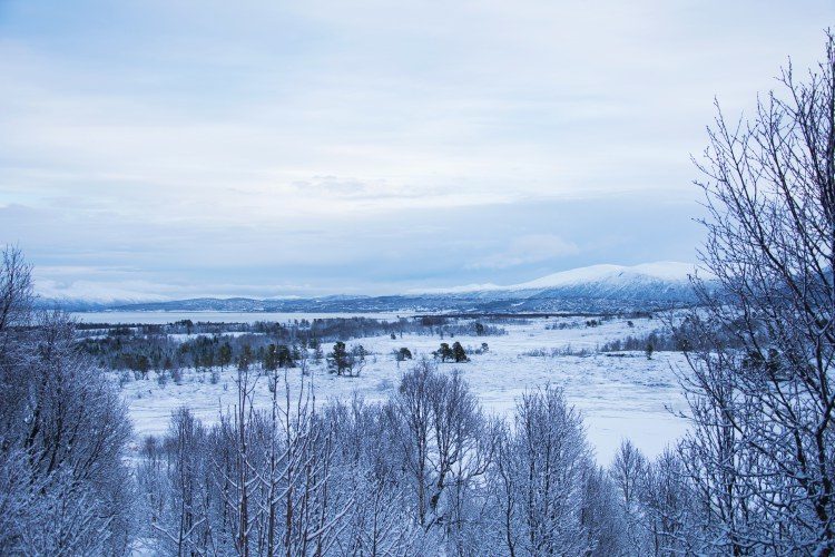 Halve dag Hondensledetocht Tromsø Noorwegen