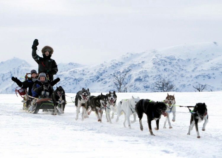 Halve dag Hondensledetocht Tromsø Noorwegen