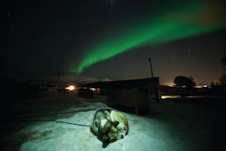 2 dagen Hondensledetocht Tromsø Noorwegen