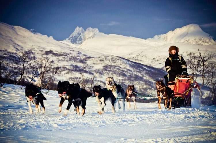 1 dag Hondensledetocht Tromsø Noorwegen
