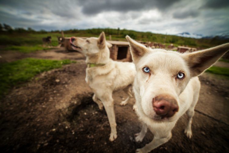 4,5 uur hiken met huskies Tromsø Noorwegen