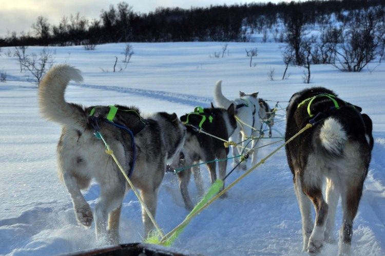 Tweedaagse hondesledentocht Noorwegen(2)