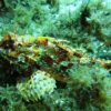 Padi Duikcursus Mykonos(2)