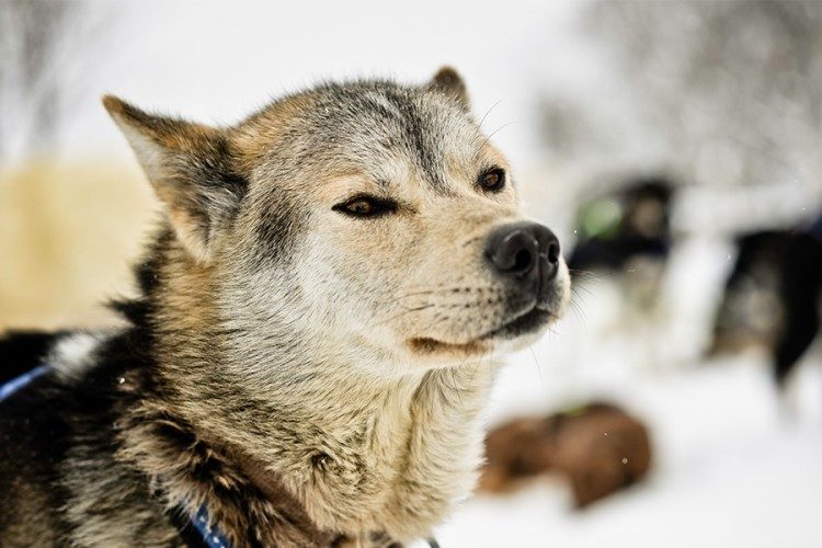 5 dagen Hondensledetocht Tromsø Noorwegen