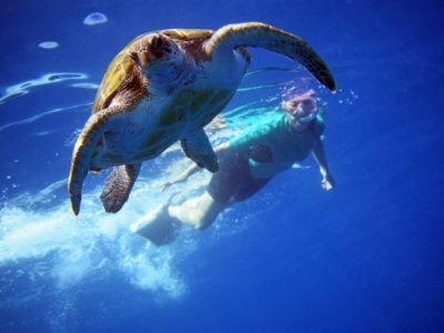 3 uur kajakken met dolfijnen en snorkelen met schildpadden Los Cristianos Tenerife