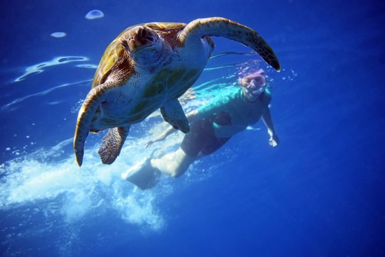 3 uur kajakken met dolfijnen en snorkelen met schildpadden Los Cristianos Tenerife