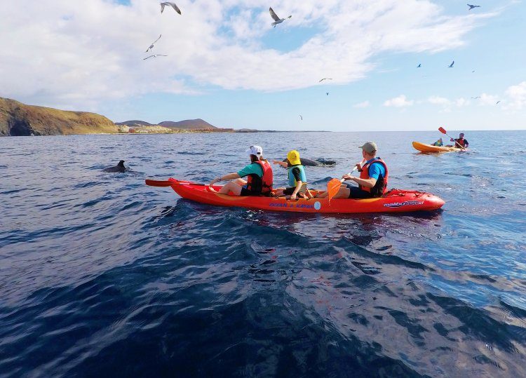 3 uur kajakken met dolfijnen Los Cristianos Tenerife