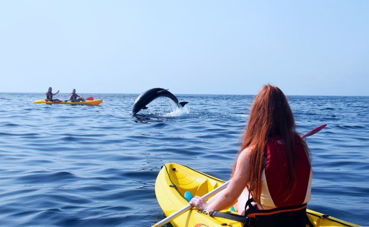 3 uur kajakken met dolfijnen Tenerife Spanje