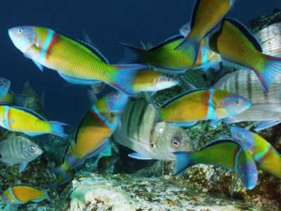 Introductieduik vanaf het strand PADI Tenerife Spanje