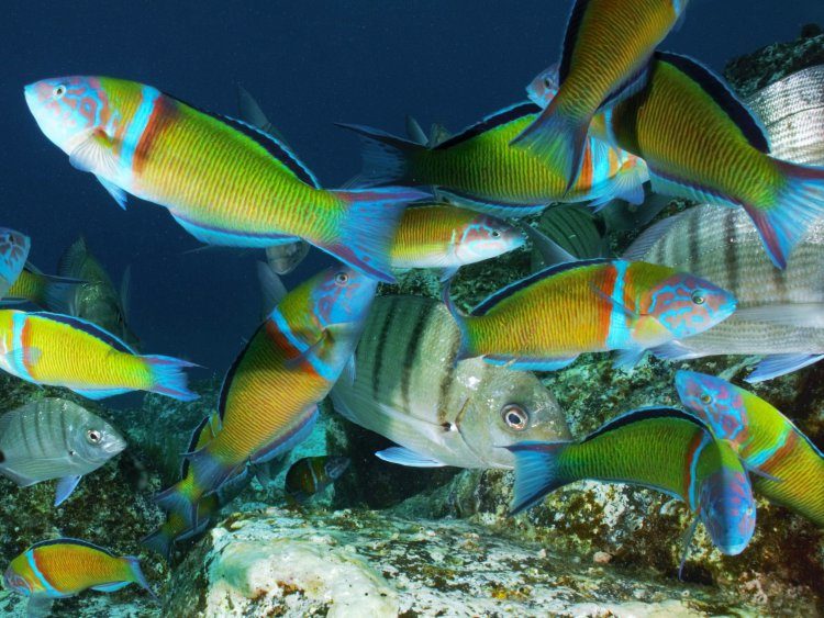 Introductieduik vanaf het strand PADI Tenerife Spanje