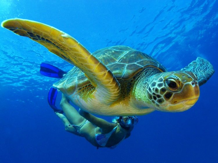 Introductieduik vanaf de boot PADI Tenerife Spanje
