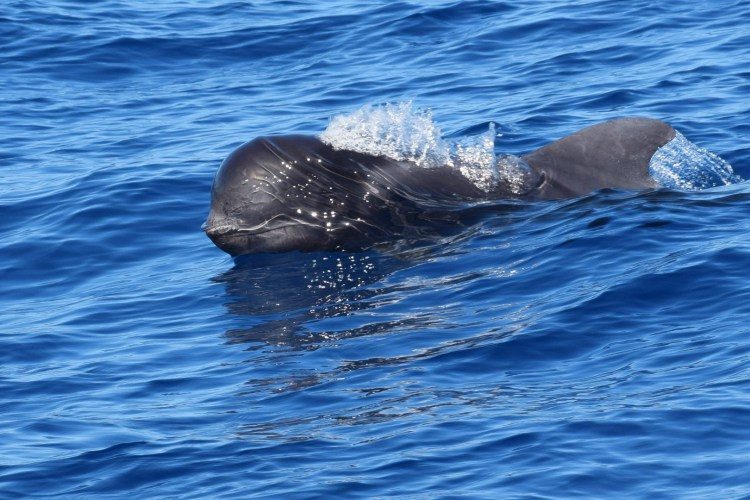 3 uur zeilen en walvissen spotten Costa Adeje Tenerife