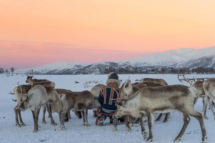 Rendiersledetocht en Sami experience vanuit Tromsø Noorwegen