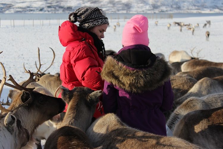 Rendiersledetocht en Sami experience vanuit Tromsø Noorwegen