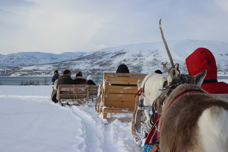 Rendiersledetocht en Sami experience vanuit Tromsø Noorwegen
