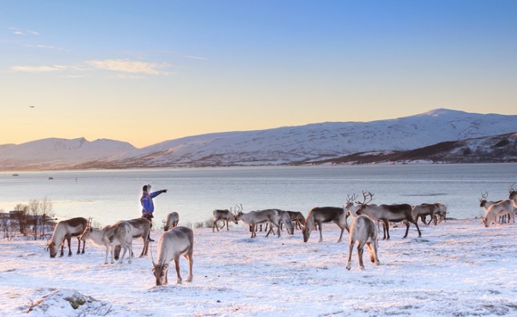 Rendiersledetocht en Sami experience vanuit Tromsø Noorwegen