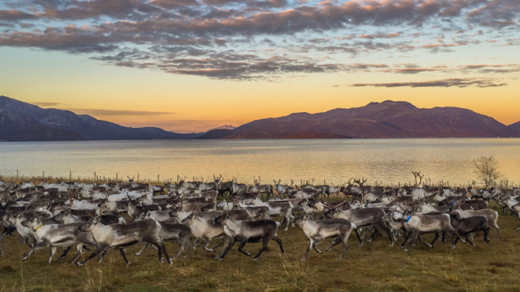 Rendiersledetocht en Sami experience vanuit Tromsø Noorwegen