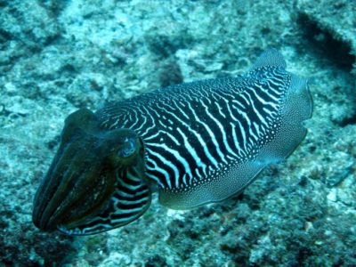 Introductieduik vanaf de boot PADI Tenerife Spanje