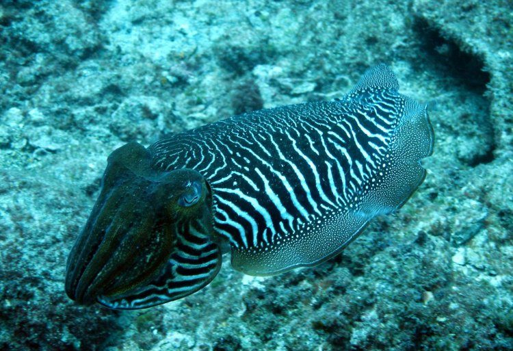Introductieduik vanaf de boot PADI Tenerife Spanje