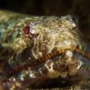 PADI Open Water duikcursus Tenerife Spanje