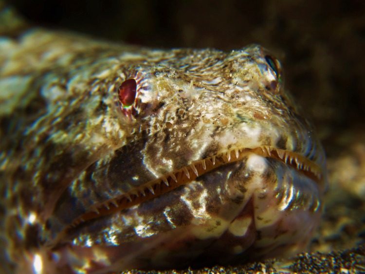 PADI Open Water duikcursus Tenerife Spanje