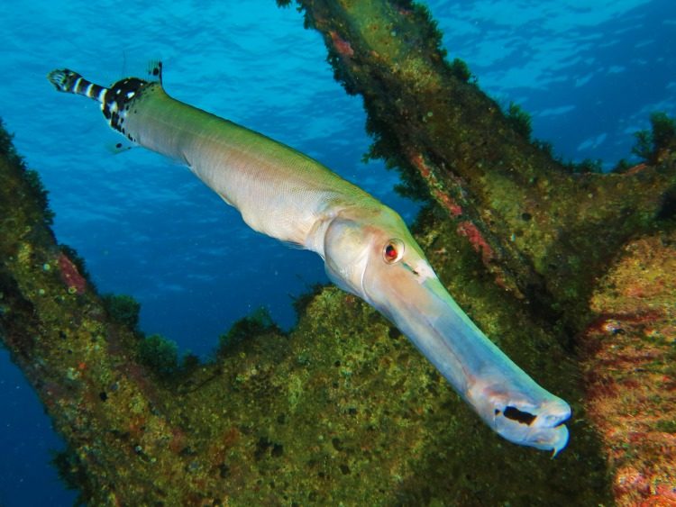 PADI Open Water duikcursus Tenerife Spanje