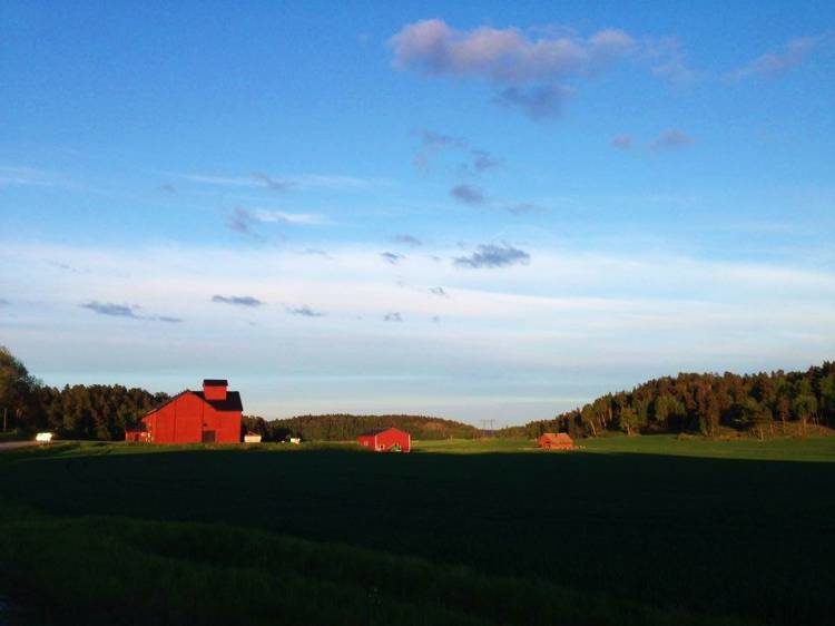 4 uur avond wildlife safari Stockholm Zweden