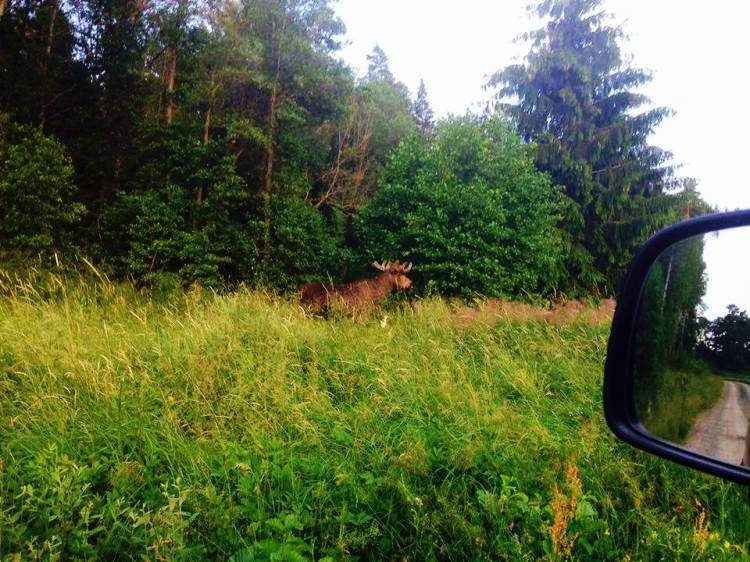 4 uur avond wildlife safari Stockholm Zweden