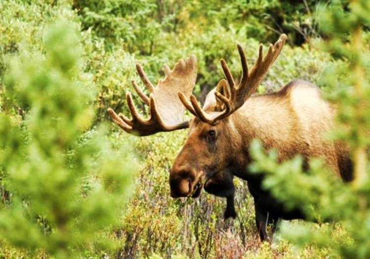 4 uur avond wildlife safari Stockholm Zweden