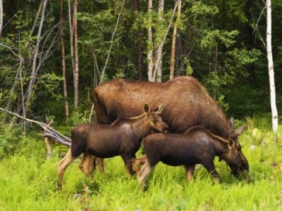 4 uur avond wildlife safari Stockholm Zweden