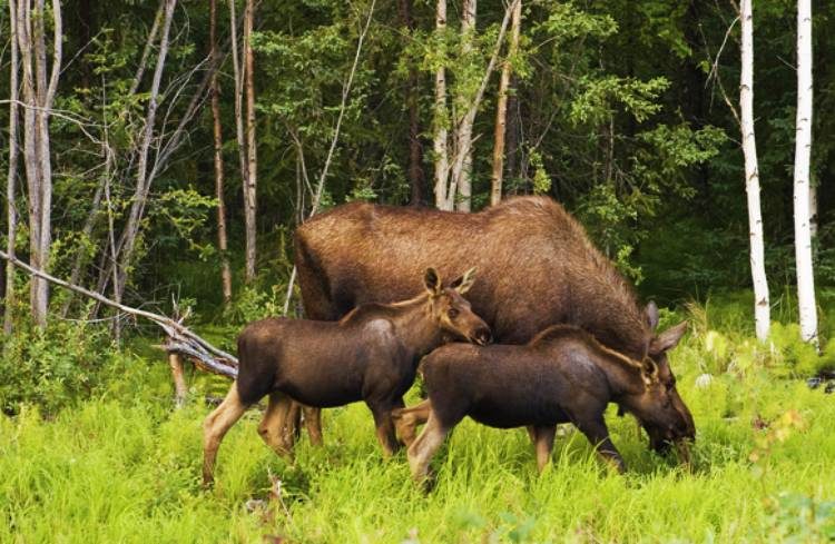 4 uur avond wildlife safari Stockholm Zweden