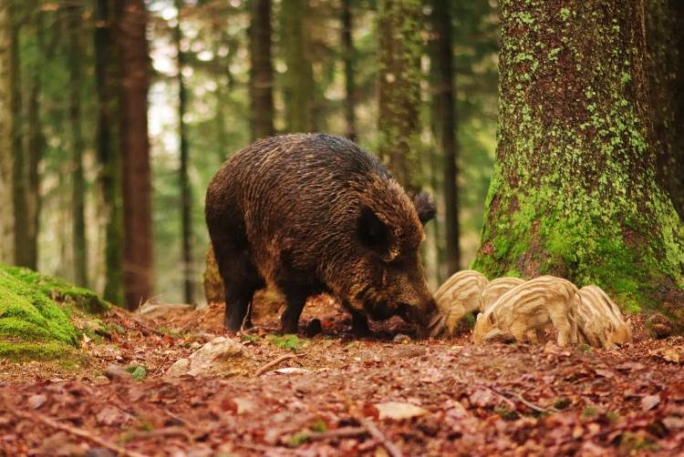 4 uur avond wildlife safari Stockholm Zweden