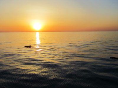 3 uur Catamaran boottocht zonsopgang en dolfijn spotten Mallorca