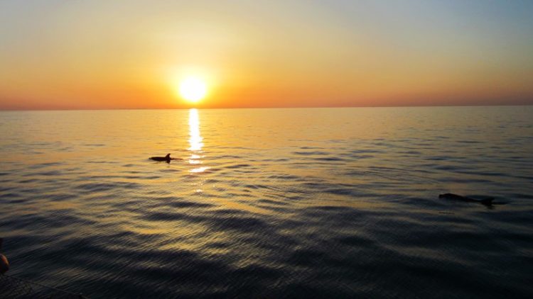 3 uur Catamaran boottocht zonsopgang en dolfijn spotten Mallorca