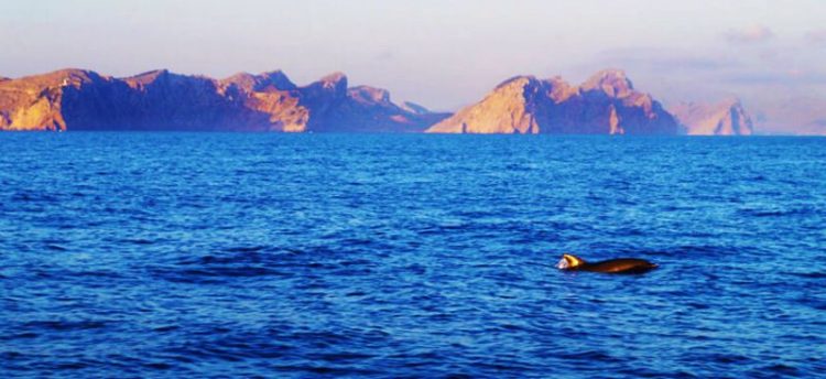 3 uur Catamaran boottocht zonsopgang en dolfijn spotten Mallorca