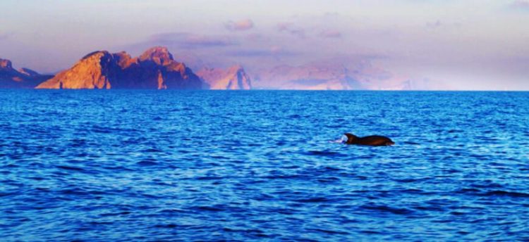 3 uur Catamaran boottocht zonsopgang en dolfijn spotten Mallorca