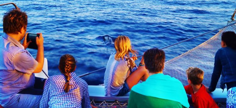 3 uur Catamaran boottocht zonsopgang en dolfijn spotten Mallorca