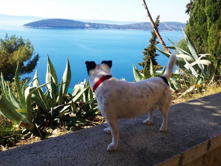wandeltocht met gids door Marjan hill park Split Kroatië