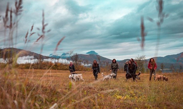 Noorderlicht en Husky Expeditie nabij Tromsø Noorwegen