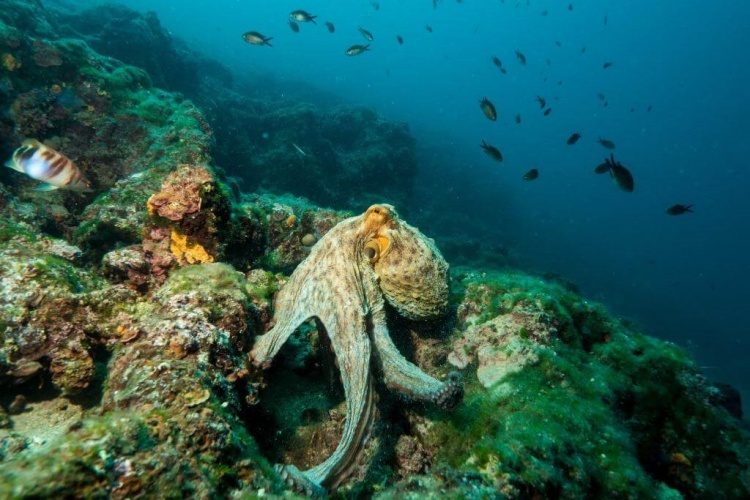 PADI Open Water Diver duikcursus Pula Kroatië